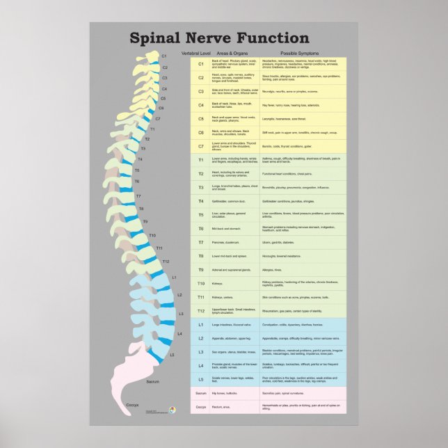 Spinal nervfunktion Poster frossa (Framsidan)