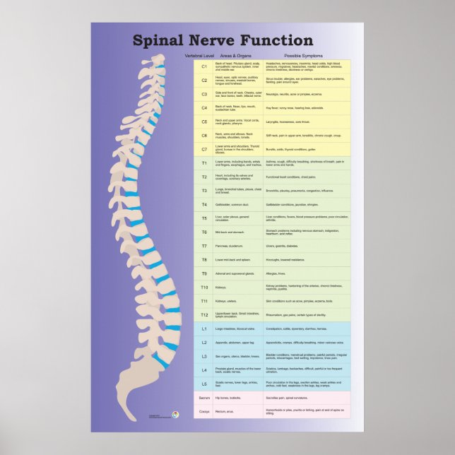 Spinal nervfunktion Poster frossa (Framsidan)