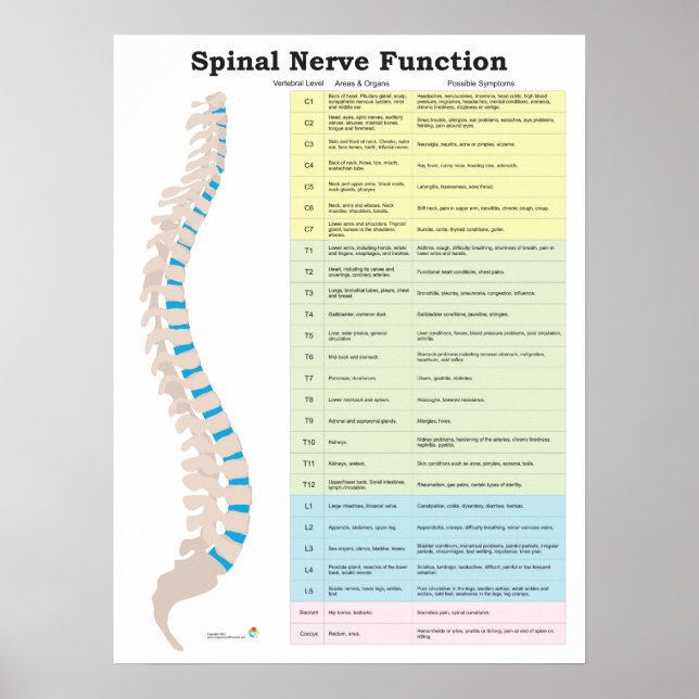 Spinal nervfunktion Poster frossa (Framsidan)