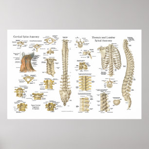 Spinal och Vertebrae Anatomy Poster 24 tum x 36 tu