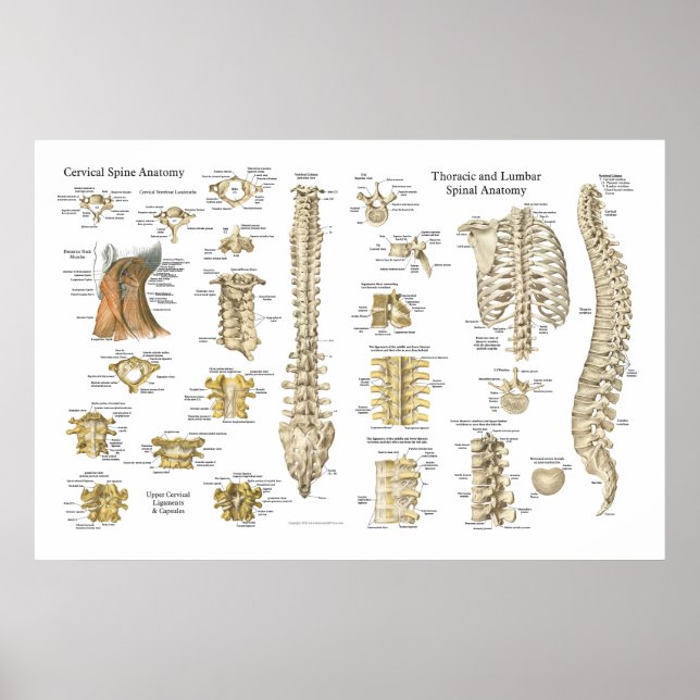 Spinal och Vertebrae Anatomy Poster 24 tum x 36 tu (Framsidan)