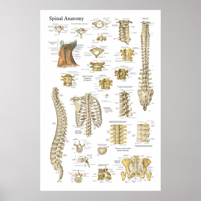 Spinal och Vertebrae Anatomy Poster 24 tum x 36 tu (Framsidan)