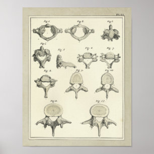 Spinal Vertebrae Anatomy Chiropraktic Print Poster