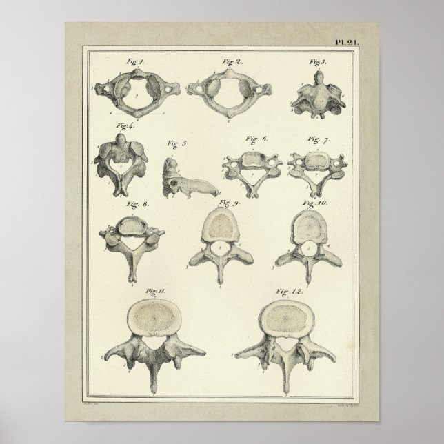 Spinal Vertebrae Anatomy Chiropraktic Print Poster (Framsidan)