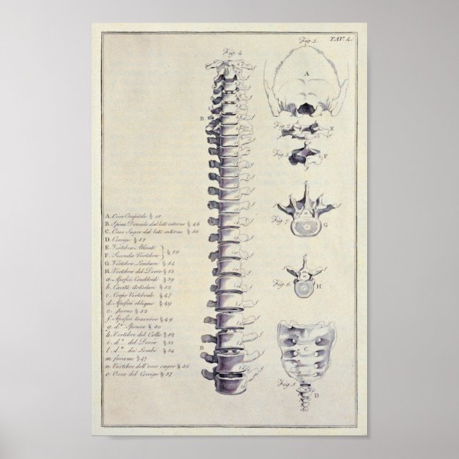 Spinalkolonn, benen och Fransken Vertebrae Poster (Framsidan)