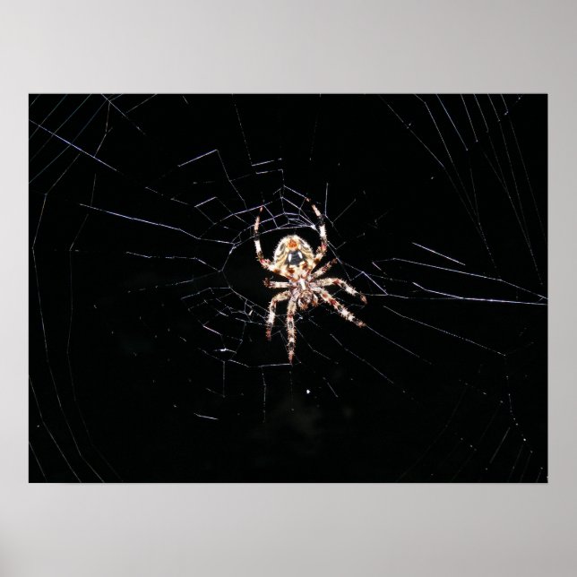 SPINDEL I MÖRKRET POSTER (Framsidan)