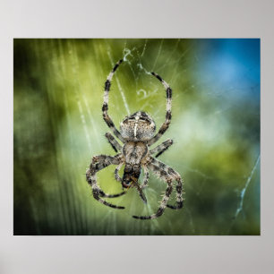Spindel Poster