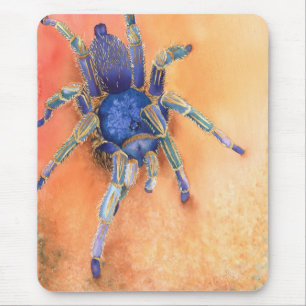 Spindel tarantel musmatta
