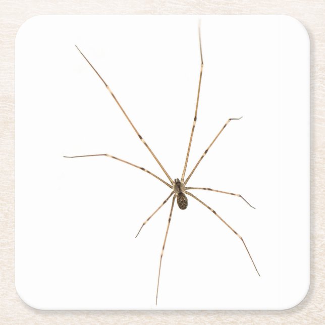 Spindel Underlägg Papper Kvadrat (Framsidan)