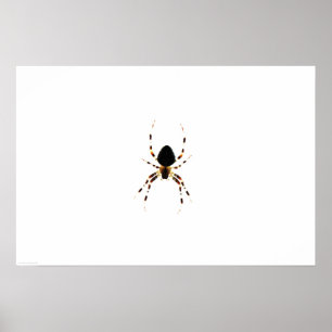 Spindel wapcn poster