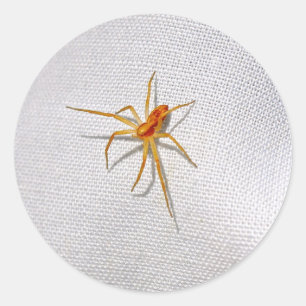 Spindelare för cute-Orange Runt Klistermärke