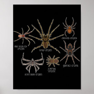 Spindelarter Tarantula Arachnid Gifts Spider Poster