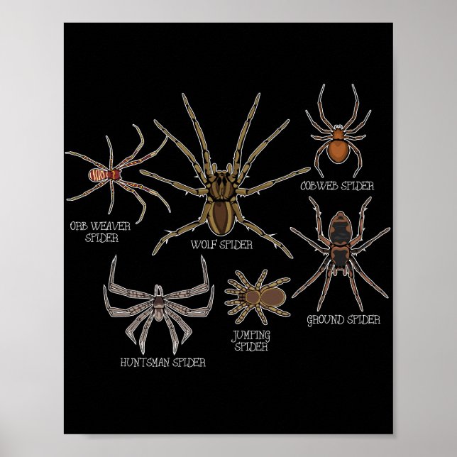 Spindelarter Tarantula Arachnid Gifts Spider Poster (Framsidan)