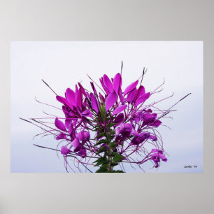 Spindelblomma - stäng upp poster