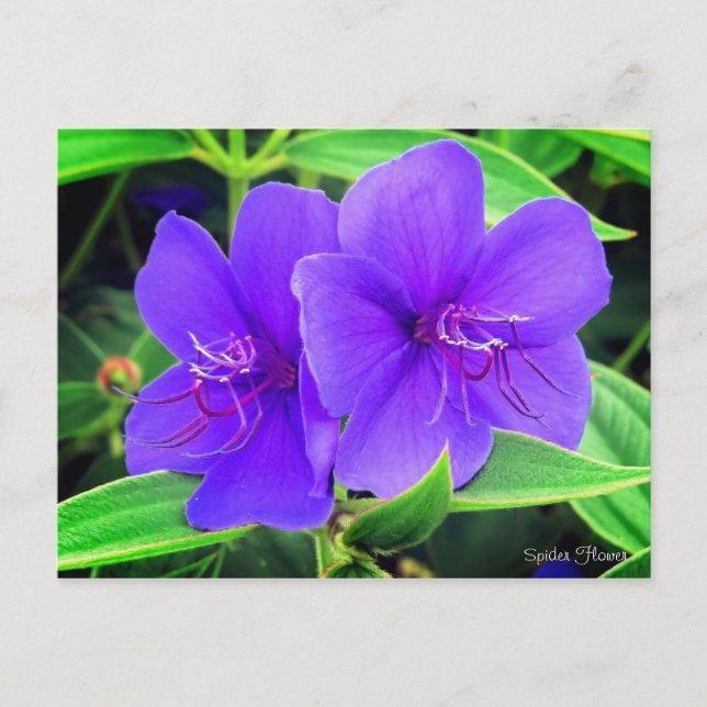 Spindelblomma [vykort] vykort (Framsida)