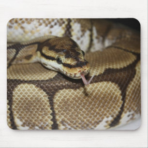 Spindelbollpytonorm Mousepad Musmatta