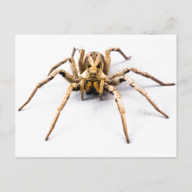Spindelkänsla Vykort (Framsida)