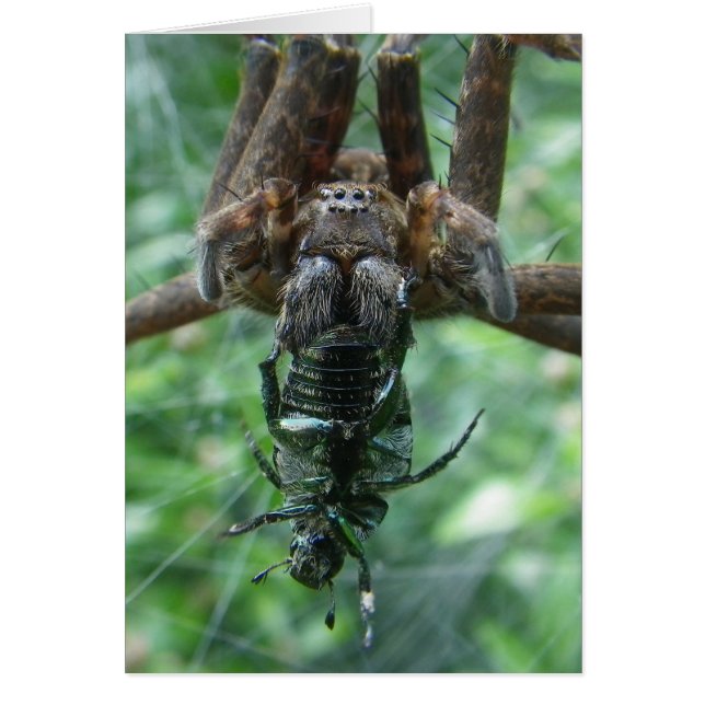 Spindelkort Hälsningskort (Framsidan)