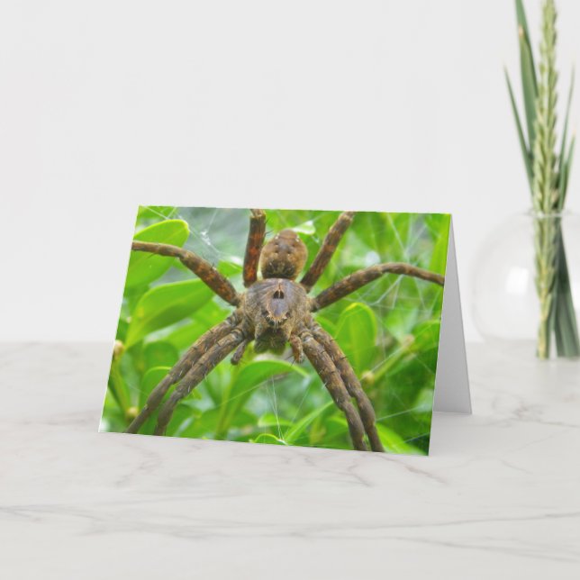 Spindelkort Kort (Framsida)