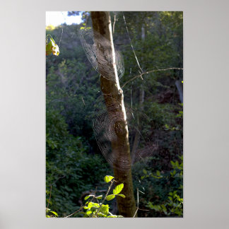 Spindelnät, Holy Jim Trail - Orange County Poster