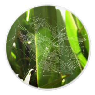 Spindelnät i Tropical Lövs Nature Knopp