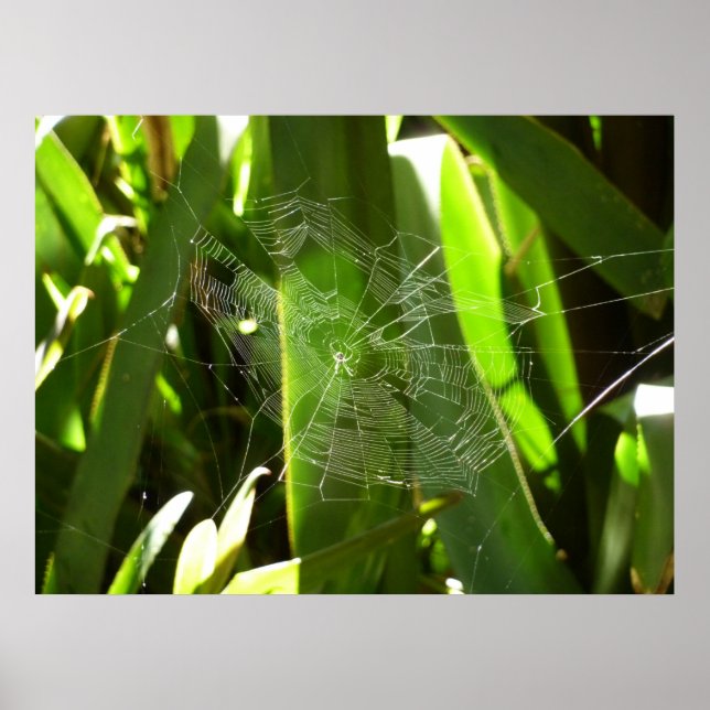 Spindelnät i Tropical Lövs Nature Poster (Framsidan)