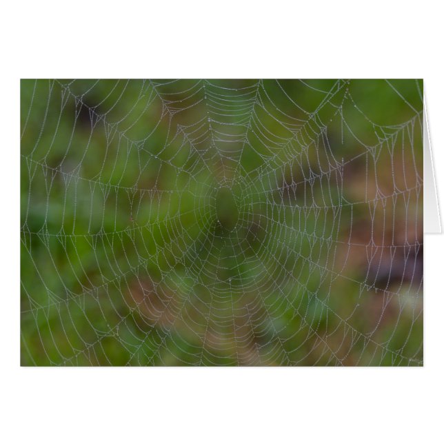 Spindelnät med droplet-filer OBS kort (Framsidan Horizontal)