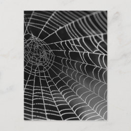 Spindelnät med vatten pärlor vykort