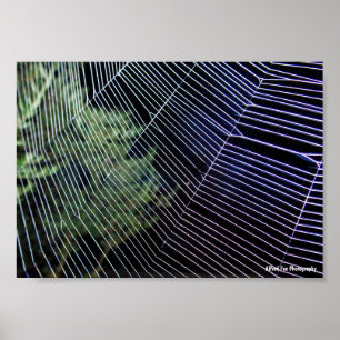 Spindelnät på natten poster