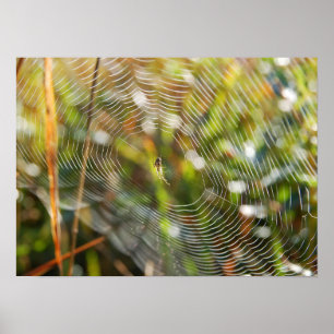 Spindelnät Poster