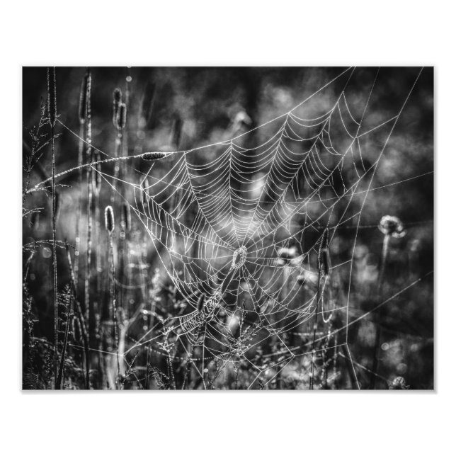 Spindelnät Svartvit konst Fototryck (Framsidan)