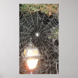 Spindelnät vid nattfoto Arachnology Poster