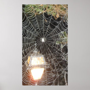 Spindelnät vid nattfoto Arachnology Poster