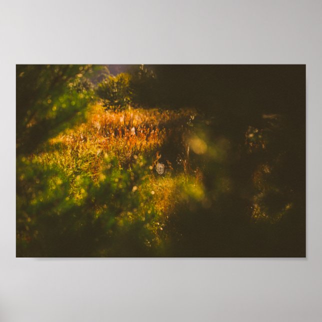 Spindelnätet Naturlandskapslandskap Skogspider Poster (Framsidan)
