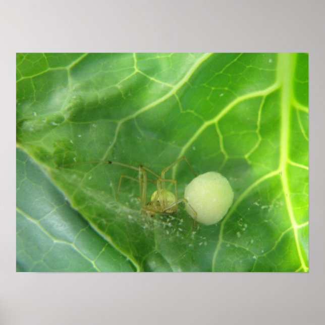 Spindelskydd vid nästa generation-utskrift poster (Framsidan)