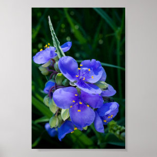 Spinderwort Plant Closeup in Fullt Bloom Poster