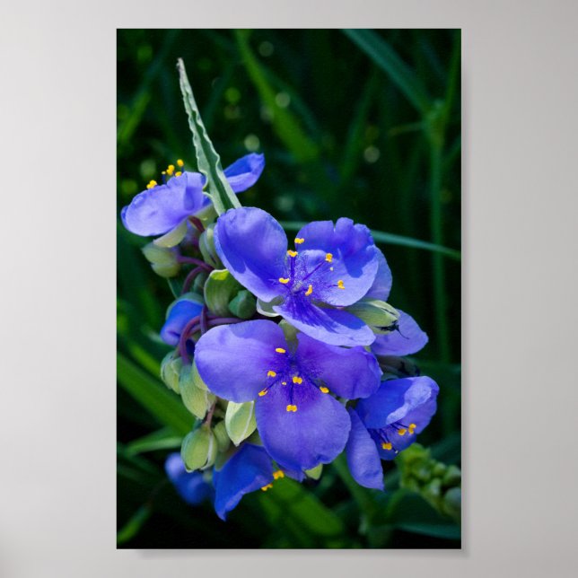 Spinderwort Plant Closeup in Fullt Bloom Poster (Framsidan)