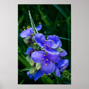 Spinderwort Plant Closeup in Fullt Bloom Poster