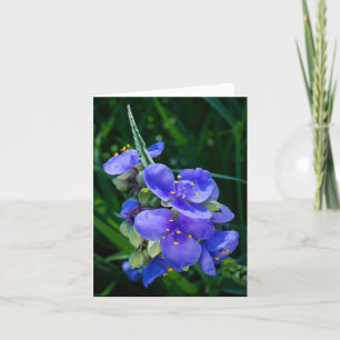 Spinderwort Plant Closeup in Fullt Bloom Tack Kort