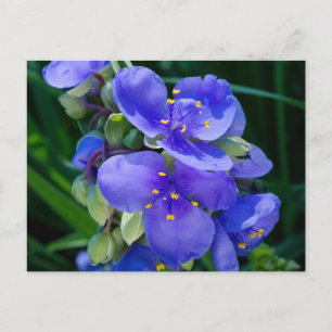 Spinderwort Plant Closeup in Fullt Bloom Vykort