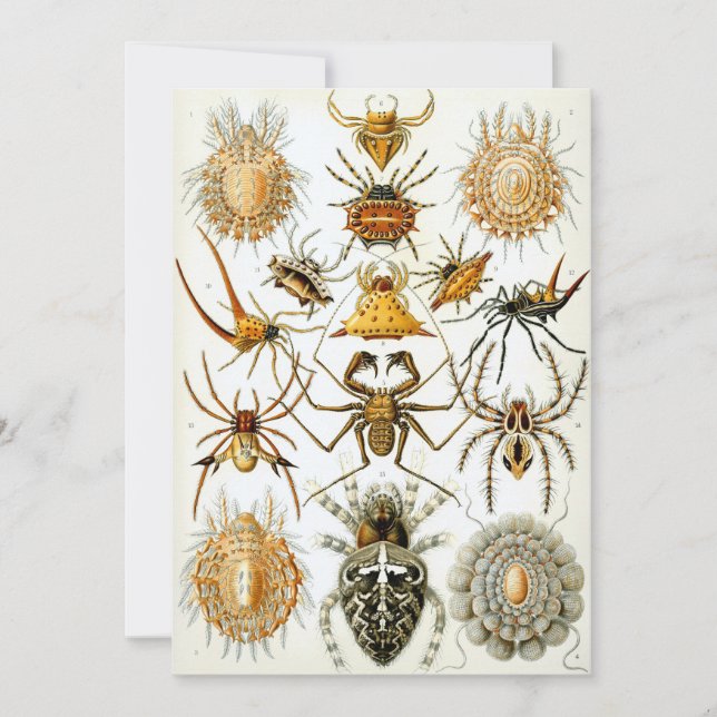 Spindlar Inbjudningar (Framsida)