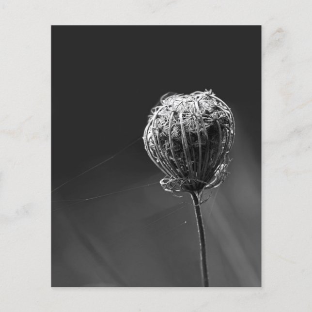 Spindlar Med Vildblomma | Matchande Spindelälskare Flygblad (Framsidan)