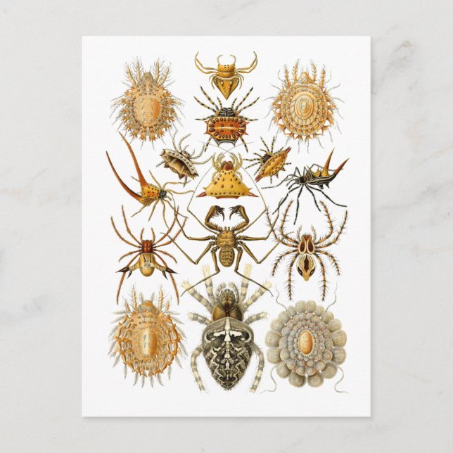 Spindlar Vykort (Framsida)