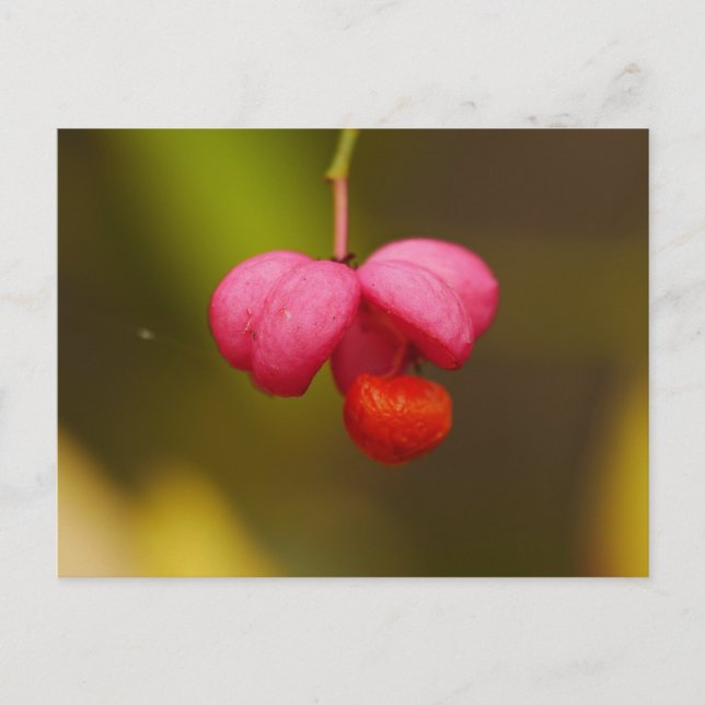 Spindle Träd Berry-vykort Vykort (Framsida)