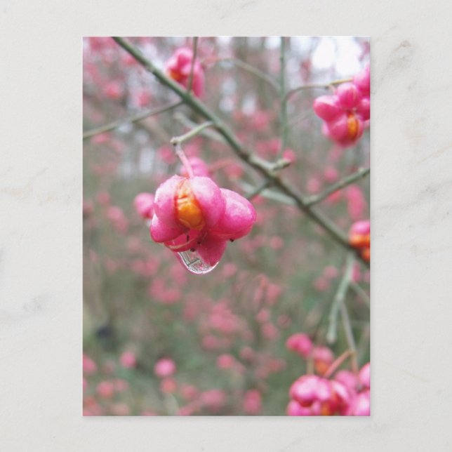 Spindle Träd och Vatten droplet Vykort (Framsida)