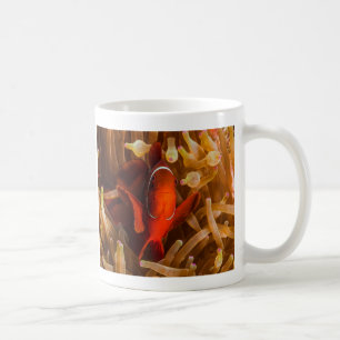 Spinecheek Anemonefish av muggen för Kaffemugg