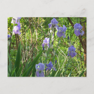 Sping Iris i Öster Tennessee Vykort