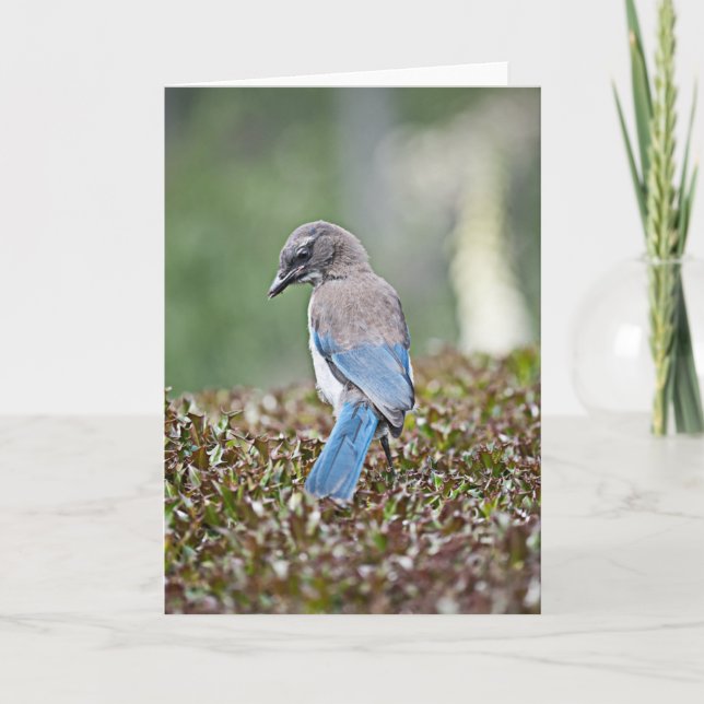 Spingtime Jay Card Kort (Framsida)