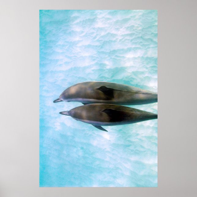 Spinner-delfiner | Oahu Hawaii Poster (Framsidan)