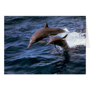 Spinner delphin hälsningskort